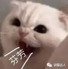为什么“辱骂”可以让人“心潮澎湃”?